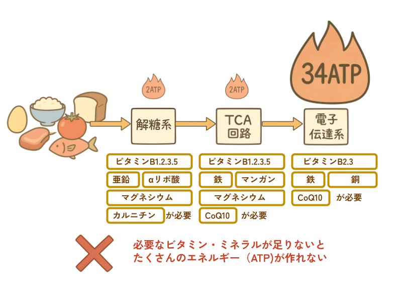 エネルギー代謝図　たくさんのATPを作るためには必要なビタミン、ミネラルが必要