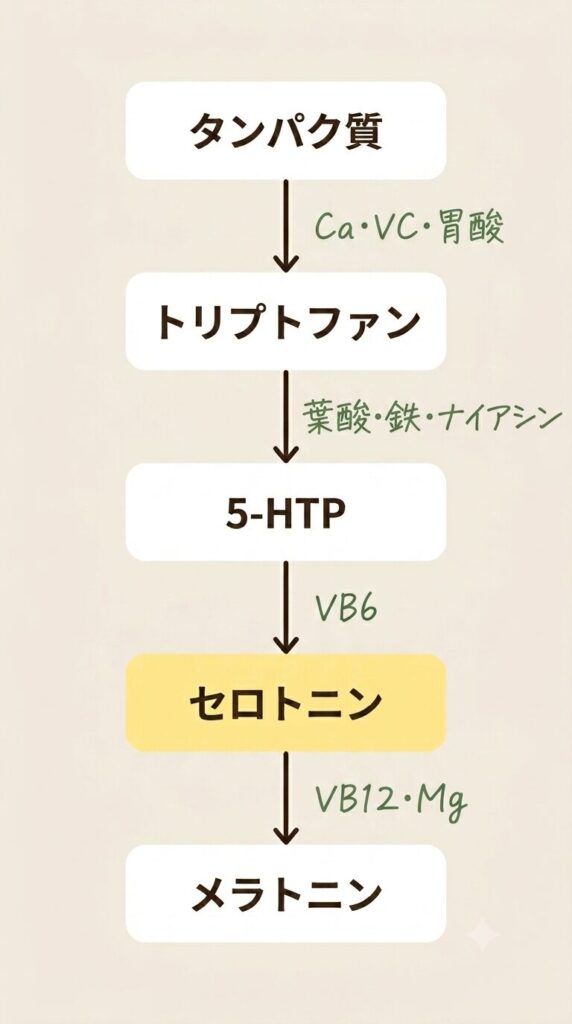 セロトニン、メラトニンが作られる代謝経路図