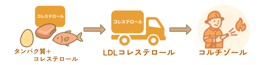 コルチゾールの材料、代謝の流れを示す図　コルチゾール不足予防には十分なタンパク質が必要
