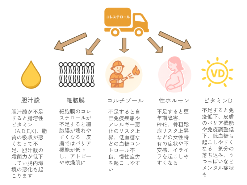 コレステロールが胆汁酸や細胞膜、ホルモンなど体内で大切な役割を担う物質の材料になっていることを示す図